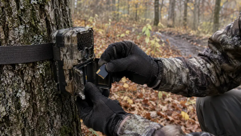 A hunter kneeling at the base of a tree swapping the SD card in a small camouflage trail camera strapped to the trunk