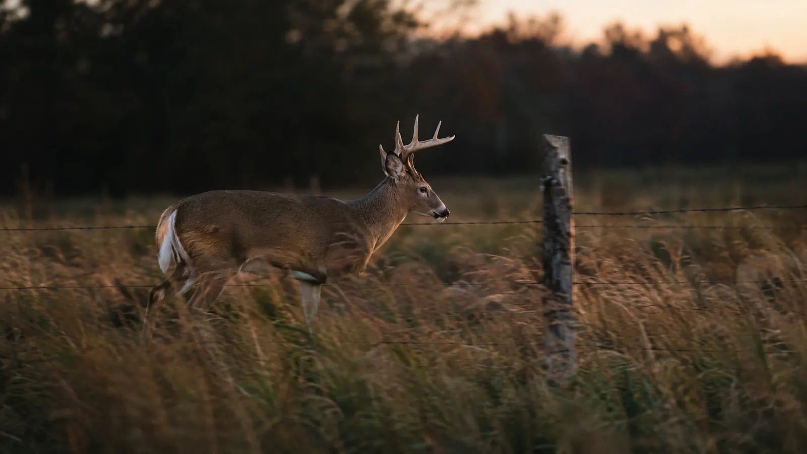 A deer walking past a fence post at the edge of a field in low light